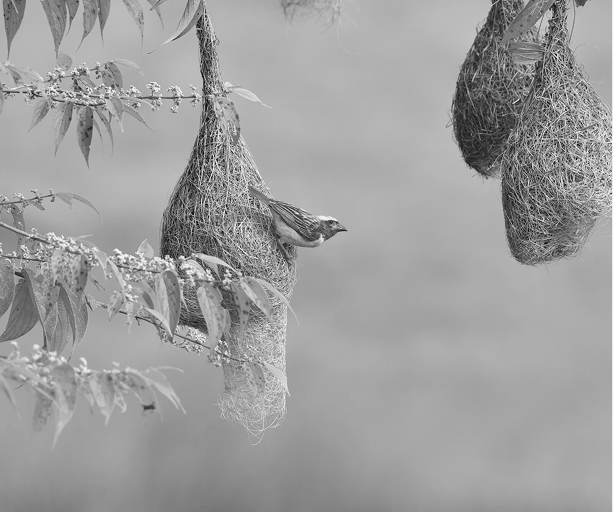 Two woven bird nests hanging from a branch — a craft metaphor for Kasturi's design ethos.